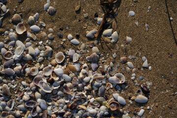 Seashells and pebbles on sandy beach – natural marine background with shells, stones and sand texture, summer seaside concept for travel, vacation, relaxation, nature and coastal design