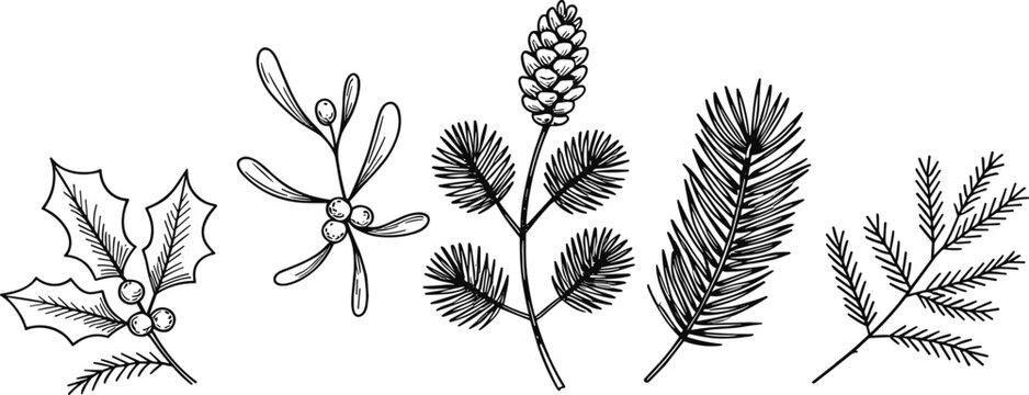 Hand Drawn Christmas Botanical Elements Holly Mistletoe Pine Cones and Fir Branches Keywords: christmas, holly, mistletoe, pine