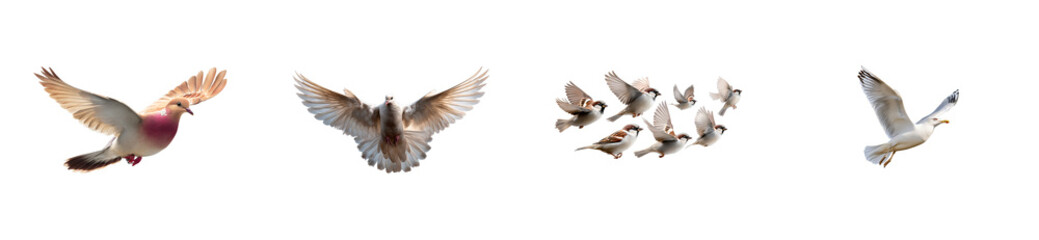 Obraz premium Collection of flying birds including pigeons, sparrows and seagull, cut out transparent