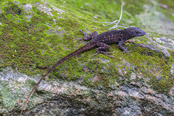 Brown anole lizards (Anolis sagrei) AKA Cuban anoles, in the gardens at Silver Springs State Park in Silver Springs, Florida