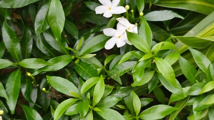 Little jasmine flower and green background 