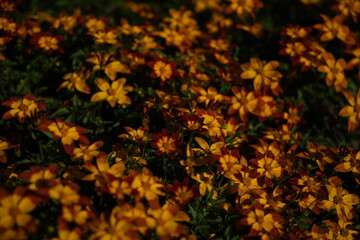 Marigold flowers blooming in Bulgaria – close up of orange and yellow floral background, summer garden blossoms, natural seasonal flowers, travel and nature concept, bright decorative petals detail