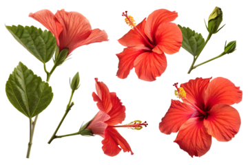 Assortment of Red Hibiscus Flowers and Green Foliage on White tropical blossom isolated on a transparent background