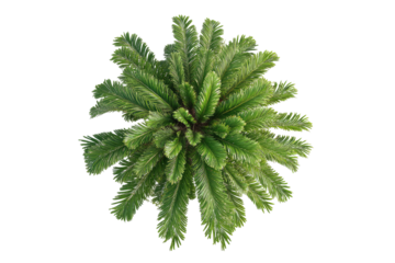 Overhead view of a lush palm tree