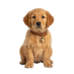 Fototapeta premium Golden Retriever Puppy Portrait Isolated on White