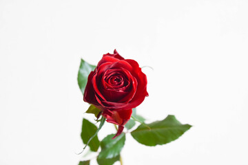 赤い薔薇