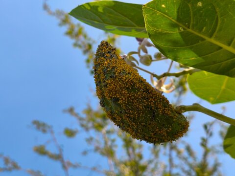 Green calotropis pods covered in yellow aphids in the sun.