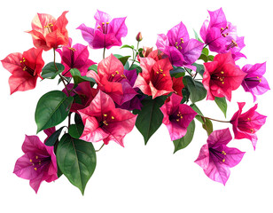 rendered image of a blooming vine bougainvillea white background, 
