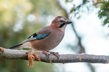 Sójka (zwyczajna), sójka, sójka żołędziówka (Garrulus glandarius)