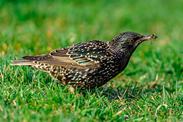 szpak zbiera owady z trawnika © Henryk Niestrój