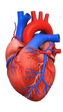 3D Rendering of a Realistic Human Heart Rotating: Detailed Anatomical Model of the Cardiovascular System on a White Background, Medical and Healthcare Concept