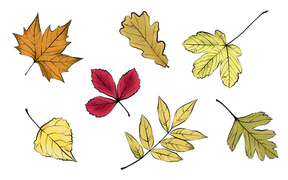 1576_Colorful textured autumn leaves isolated on white background
