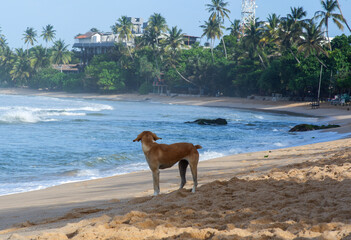 Brown dog standing by the shore of Mirissa Beach Sri Lanka.