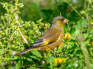 地面を歩くカワラヒワ