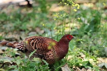 Copper Pheasant (Syrmaticus soemmerringii intermedius) male in Kochi pref, Japan 