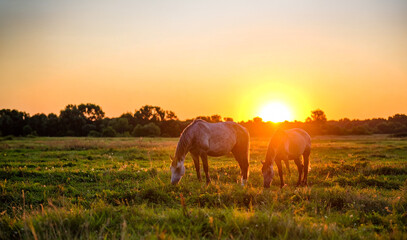 Obraz premium Two horses grazing peacefully in a meadow, with the sunset in the background
