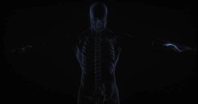 Extensor pollicis longus muscle in human body. X Ray. Loop
