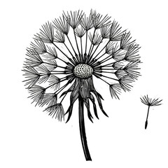 Detailed Black and White Dandelion Seed Head with Detached Seed on Dark Background Digital Art