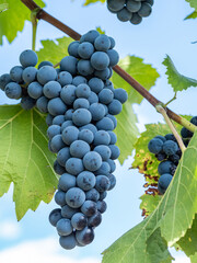 ripe grapes in the vineyard © pfongabe33