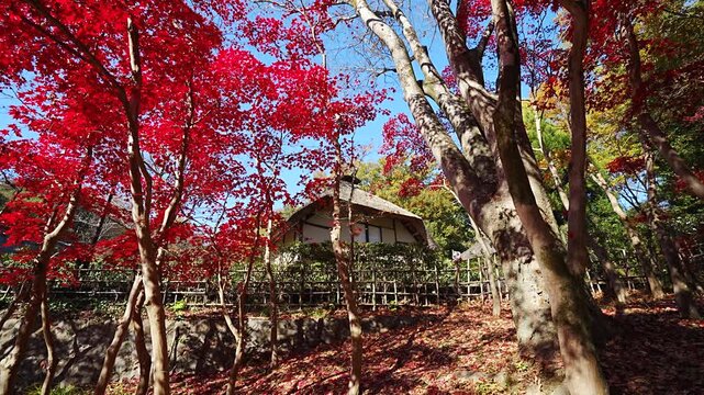 Autumn leaves and Japanese folk house in the Ikuta ryokuchi park