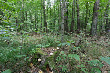 Forest Scene with Mushrooms Growing on a Tree Stump