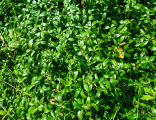 Obraz premium Green foliage with sunlight on solid green background
