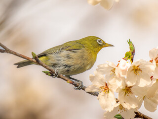 桜とメジロ