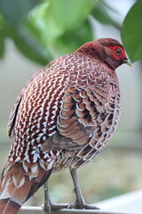 Copper Pheasant (Syrmaticus soemmerringii intermedius) male in Kochi pref, Japan 
