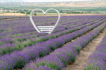 Beautiful Lavender Field With a Heart-Shaped Bench in Summer