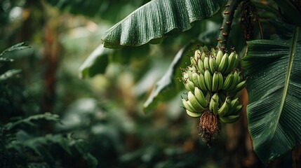 Obraz premium Lush banana bunch, unripe, hanging from a plant with dewy green leaves in a tropical environment