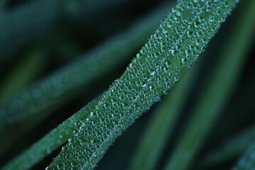 DEW ON THE GRASS - Morning drops of moisture on plants
