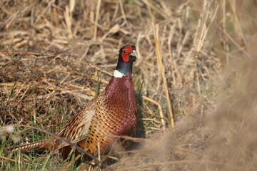 Common pheasant (Phasianus colchicus karpowi) male in Japan
