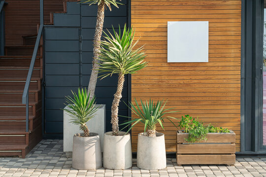 Modern Entryway With Decorative Plants Near a Wooden Wall