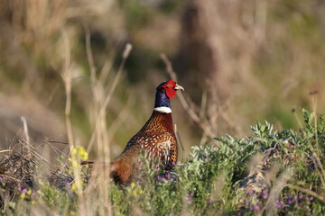 Common pheasant (Phasianus colchicus karpowi) male in Japan