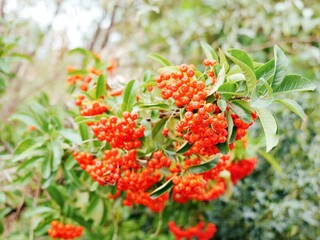 Pyracantha coccinea. Firethorn berries, rosaceae evergreen shrub.