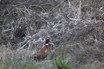 Common pheasant (Phasianus colchicus karpowi) male in Japan