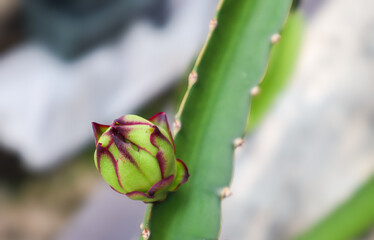 dragon fruit blooms, close up dragon fruit flowers in the early stages.