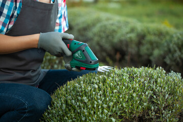gardener trimming bush with electric shears in garden