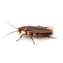 Fototapeta premium American cockroach close-up on white background, illustrating pest control issues or insect biology for educational or commercial use in science and health