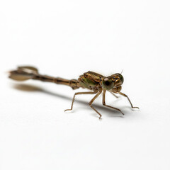 Fototapeta premium Delicate damselfly nymph in macro detail, a study of nature's intricate beauty, perfect for educational or scientific publications and insect enthusiasts