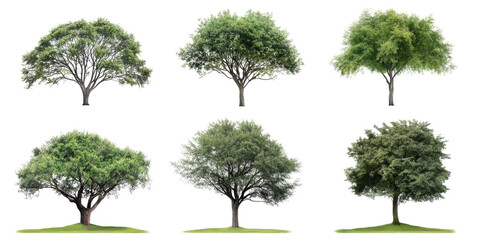 Collection of Green Trees Isolated on White Background
