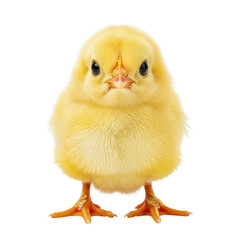 Fototapeta premium Adorable fluffy yellow baby chick standing against a white background