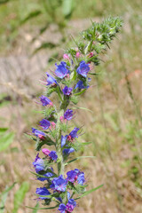 Blaue Blüten des blauen Natternkopfes, Borretsch, Echium vulgare