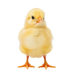 Adorable fluffy yellow baby chick standing against a white background