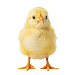 Obraz premium Adorable fluffy yellow chick standing on white background