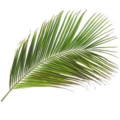 Fototapeta premium Green Palm Leaf Isolated on White Background for Nature and Tropical Themes