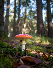Red mushroom in forest