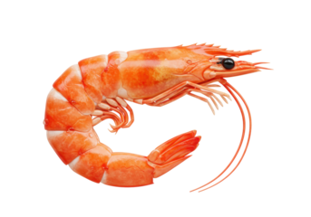 Isolated cooked shrimp on a plain surface, edible seafood cuisine and gourmet appetizer