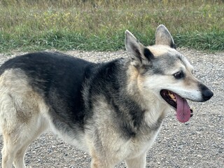 Cute dogs enjoying a peaceful autumn day outdoors in the countryside surrounded by colorful fall leaves and natural beauty