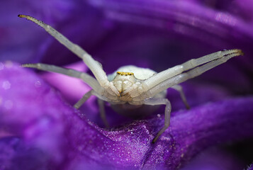 Macrophotography of a flower spider.Spider sidewalker close-up.